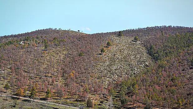 Millones de árboles están muriendo en la Sierra de Baza, al norte de Granada