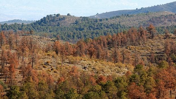 Ejemplares de pino afectados por la plaga de perforadores en Almería