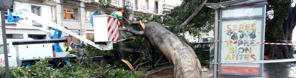 Árbol caído en la Alameda