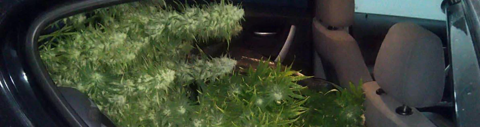 Plantas de marihuana en el interior del coche