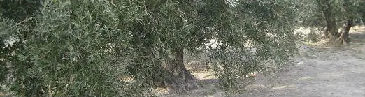 La falta de agua ha repercutido en la producción del olivar de Jaén