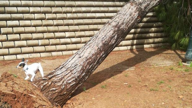 Un árbol caído, cascotes y parques cerrados en Alcalá