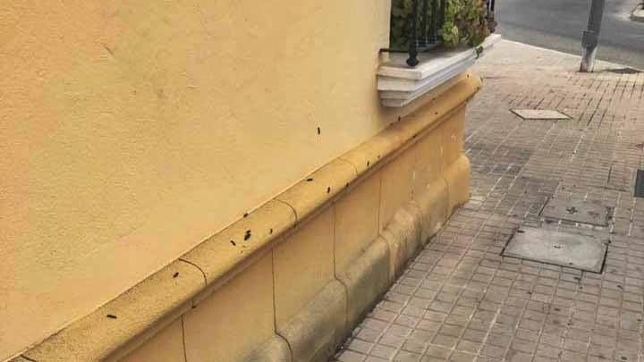 Denuncian la existencia de una plaga de orugas en varias barriadas de Utrera