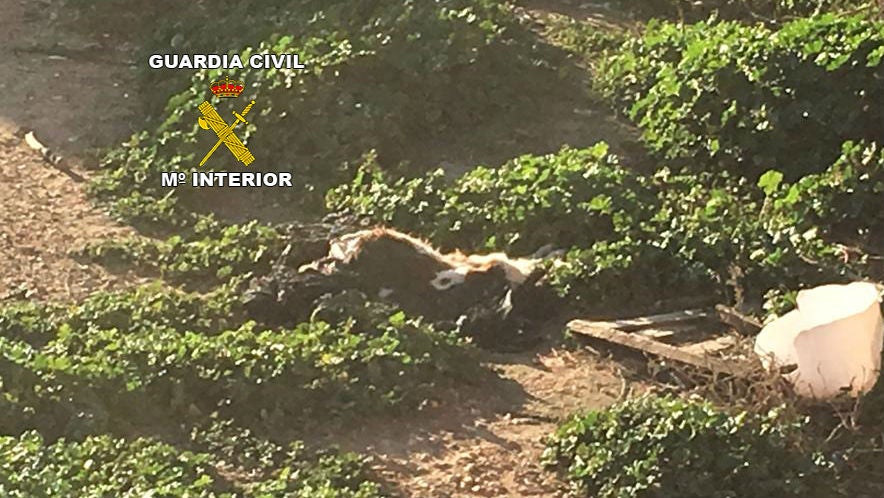 Investigado el propietario de cuatro perros famélicos y sedientos en un corral en la provincia de Jaén