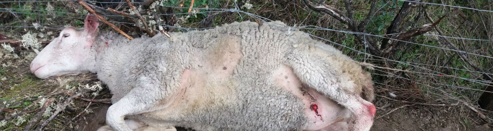 Cadáver de una oveja atacada por perros en una explotación ganadera de Jaén