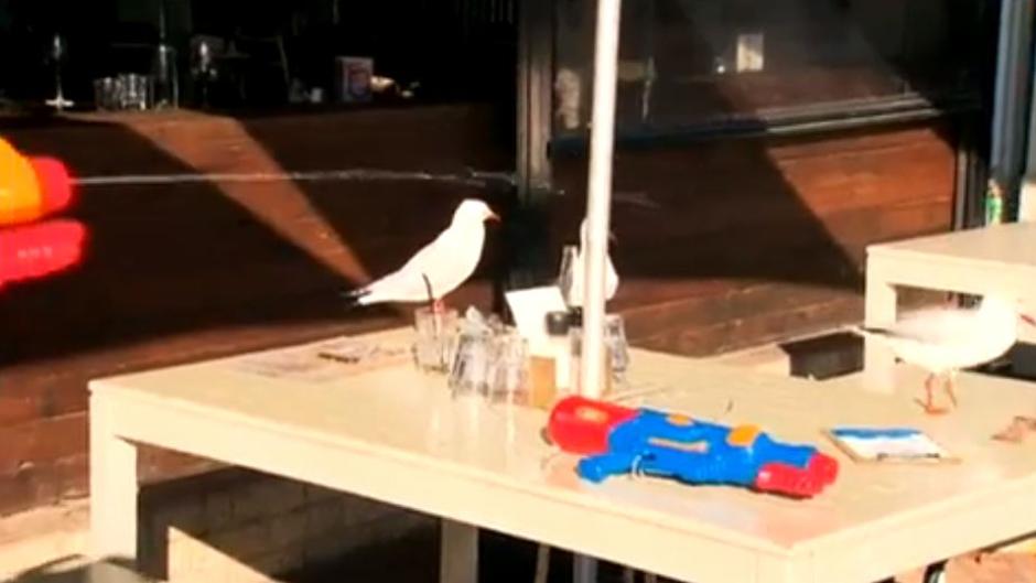 Un restaurante australiano da pistolas de agua a los clientes para que alejen a las gaviotas