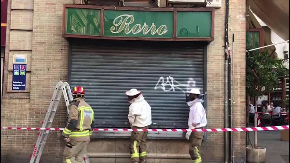 El Zoosanitario retira más de medio millar de enjambres de abejas y avispas en Sevilla desde 2017