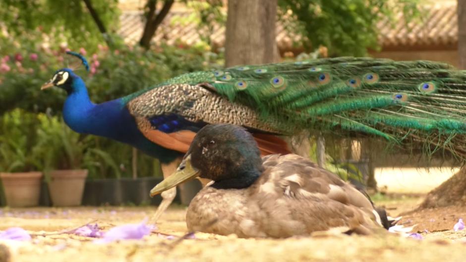 La entrañable relación de «amistad» entre un pato salvaje y un pavo real en el Alcázar de Sevilla