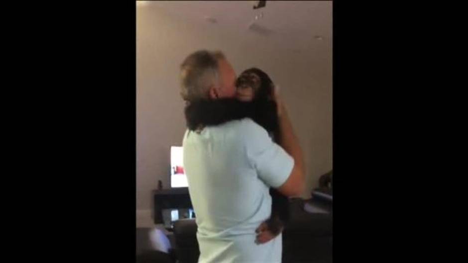 Reencuentro de un chimpancé con su familia adoptiva