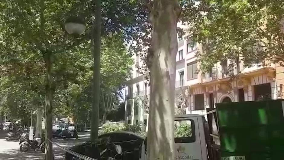 Los vecinos de la avenida de Cádiz exigen explicaciones al Ayuntamiento contra la tala de 18 árboles