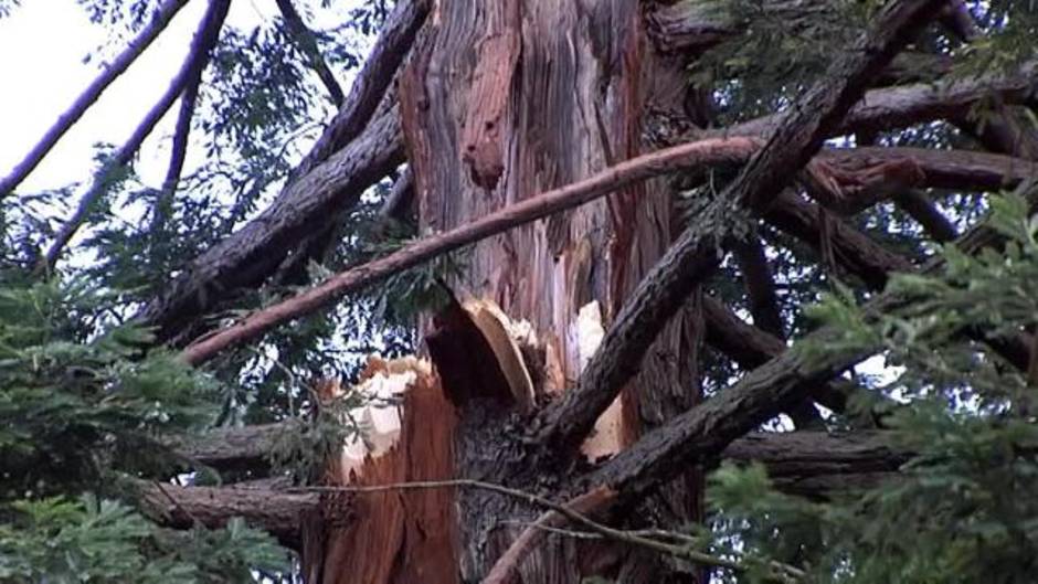 Cinco personas resultan heridas tras caerles una rama de árbol en Pamplona