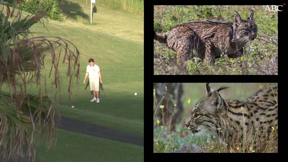 El campo de Golf de Matalascañas, un riesgo para la fauna y el ser humano