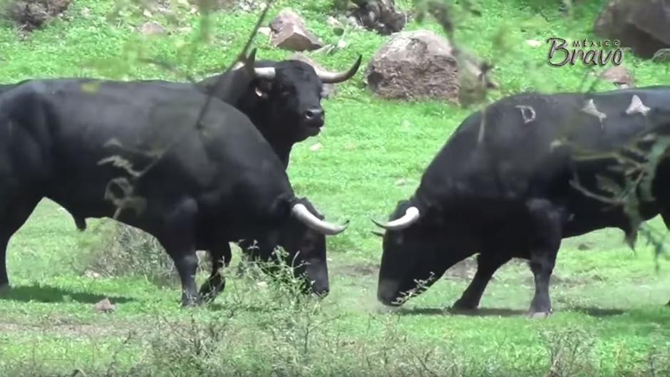 Lucha de toros bravos en México