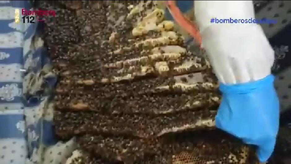 Una familia de Madrid llega al chalé por vacaciones y encuentra un enjambre de abejas en su sofá