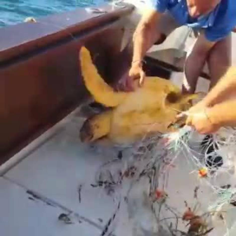 Rescatan a una tortuga marina en Chipiona