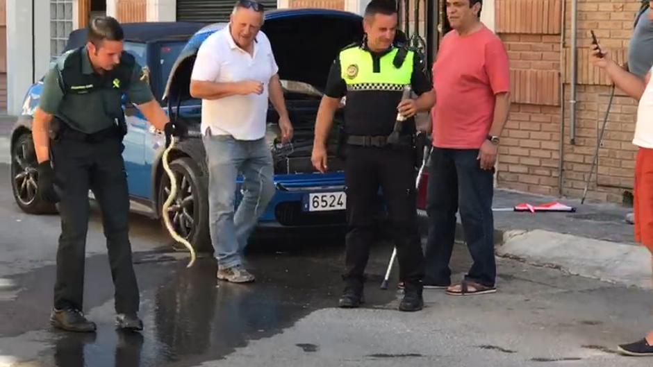Una serpiente se cuela en el motor de un coche