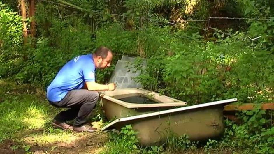 Aparece por primera vez en España, un mosquito asiático que puede contagiar el dengue y la fiebre del Nilo