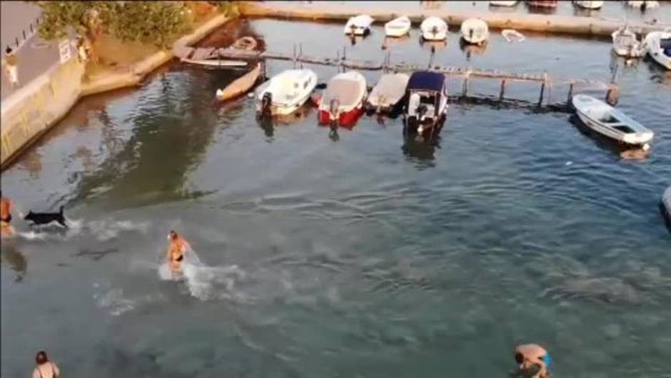 15 perros participan junto a sus dueños en un duatlón en Croacia