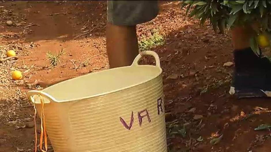 Faltan manos para la mandarina