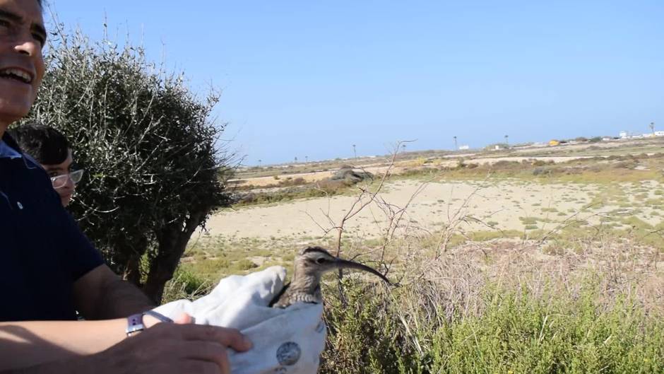 Suelta de aves tras su recuperación en la Bahía de Cádiz.