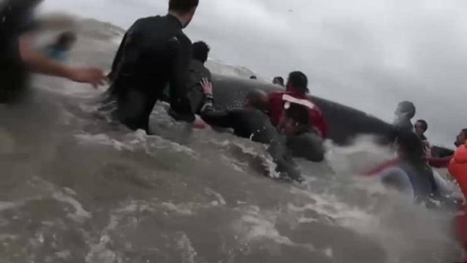 Espectacular rescate de una ballena jorobada que había encallado en la costa argentina