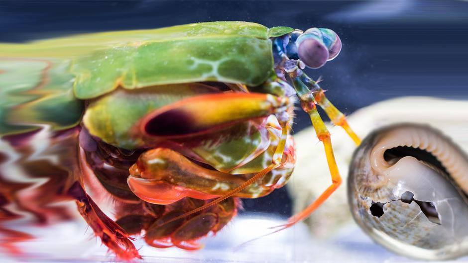 El camarón mantis: el puñetazo más potente del reino animal