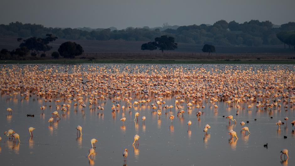 Festival de flamencos en la Dehesa de Abajo