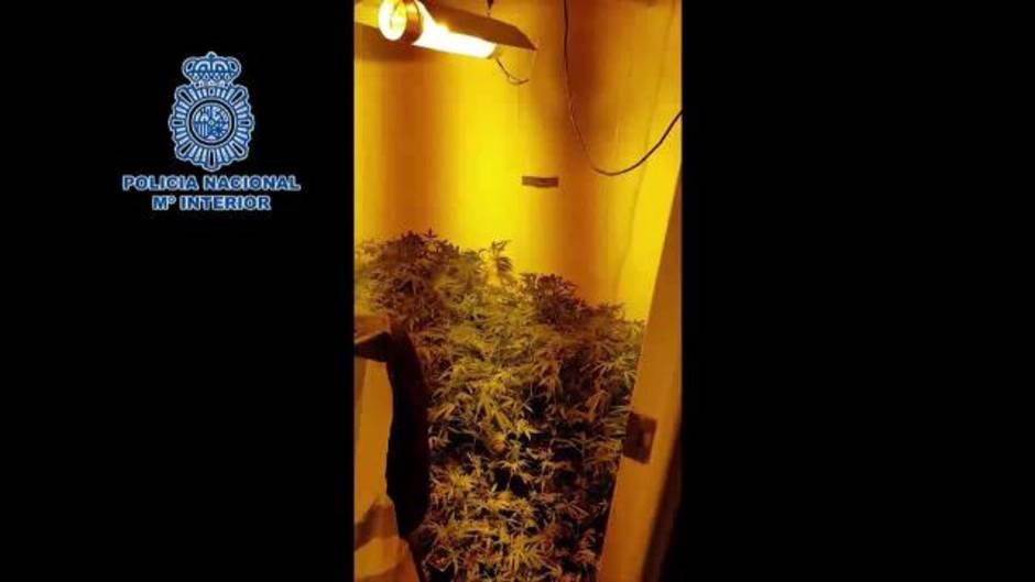 Intervenidas 728 plantas de marihuana en Albelda de Iregua