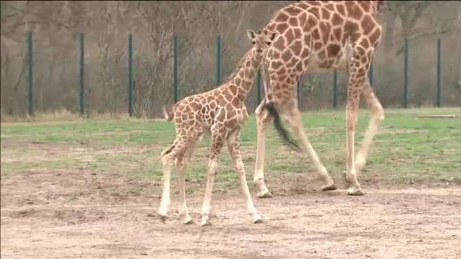 'Baby Ella', la nueva estrella del zoo de Berlín