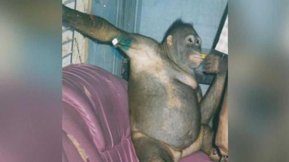 La historia de Pony, la orangután rescatada de un burdel en Indonesia