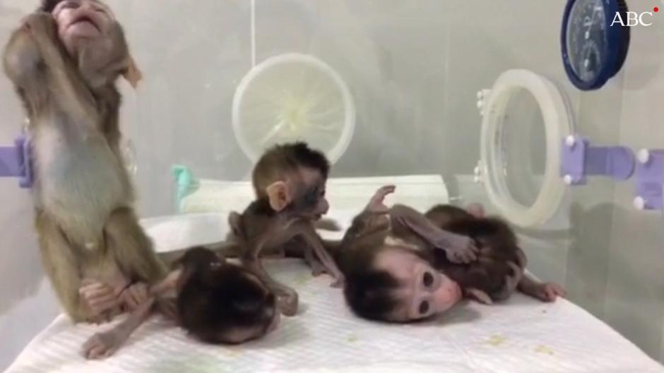 Así son los monos clonados con «tijeretazo genético»