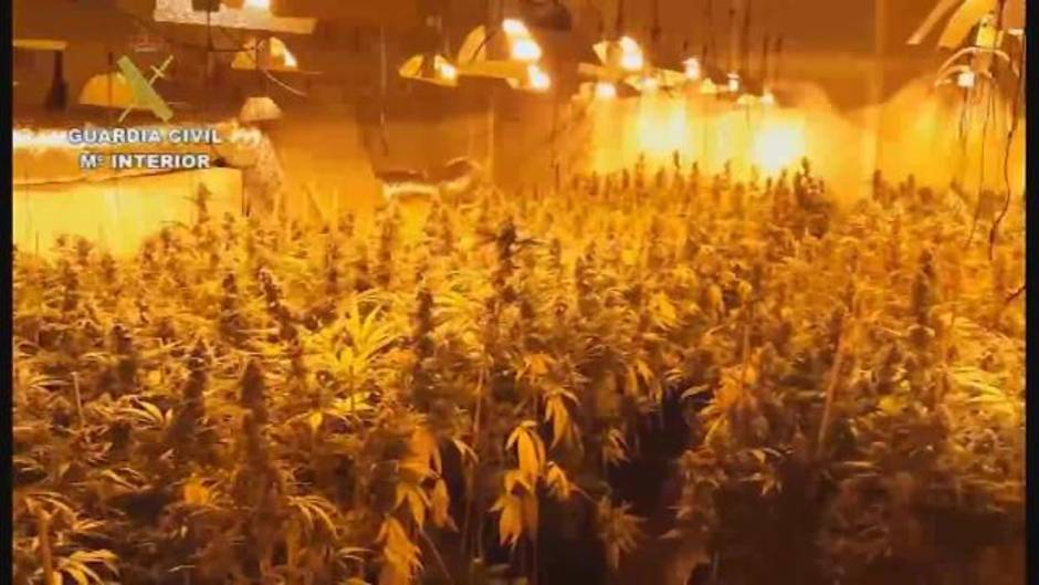 Guardia Civil desmantela plantación de marihuana en Córdoba