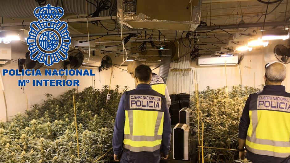 Operación contra el cultivo de marihuana en El Puerto y Sanlúcar