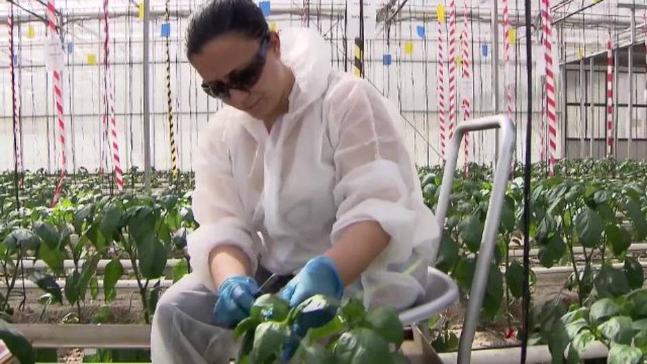 Bayer incrementa sus ventas un 1,6% en España