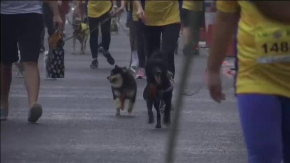 Miles de perros participan en Filipinas en una carrera solidaria por los animales sin hogar