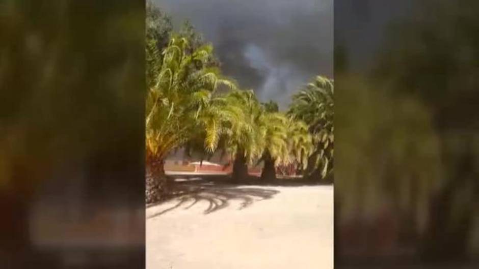 Los Bomberos luchan contra un incendio en el palmeral grancanario de Fataga