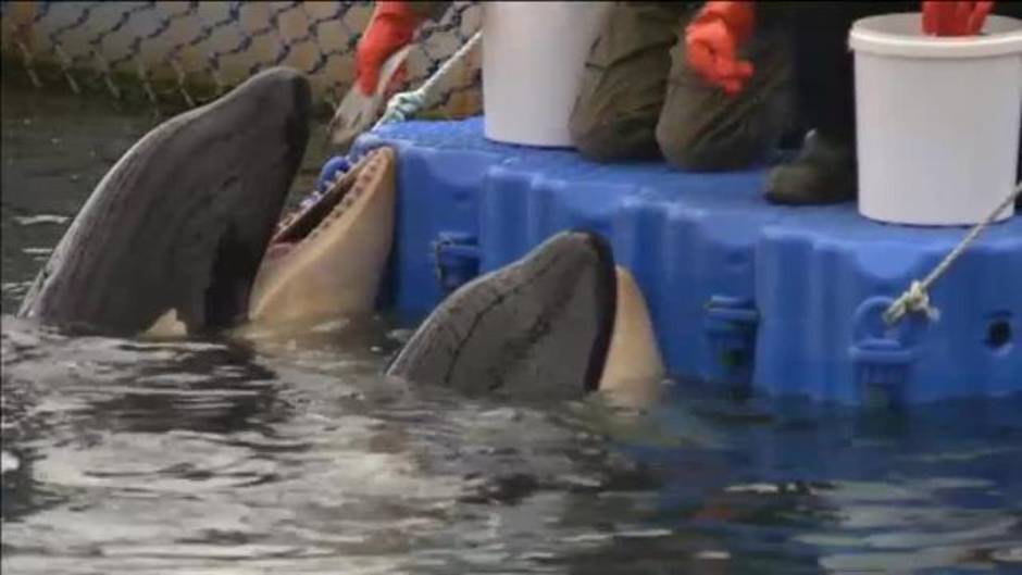 La 'cárcel de ballenas' más grande del mundo comenzará a liberar a los cetáceos en junio