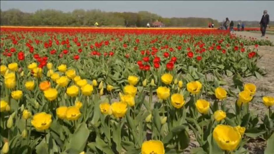 Holanda protege a sus tulipanes de los selfies de los turistas
