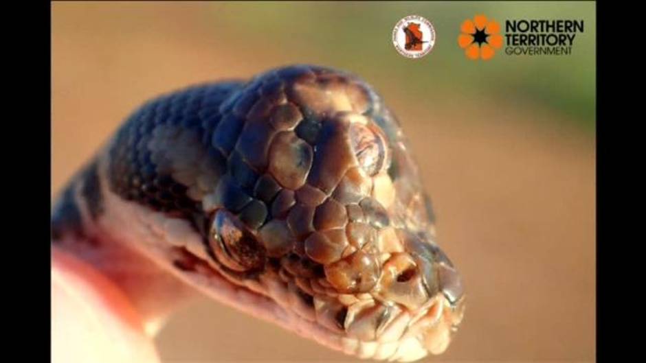 Hallan una serpiente con tres ojos funcionales en Australia