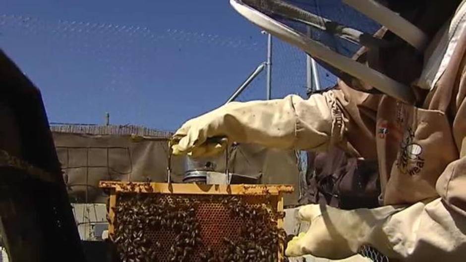 Dos años conviviendo con 80.000 abejas en la pared del dormitorio