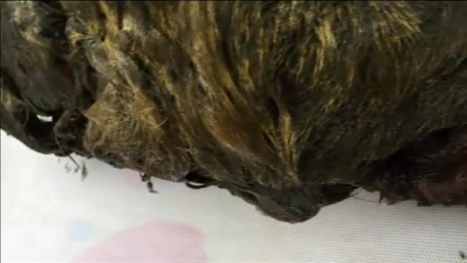 Aparece el cráneo de un lobo de 40.000 años bajo el hielo de Siberia