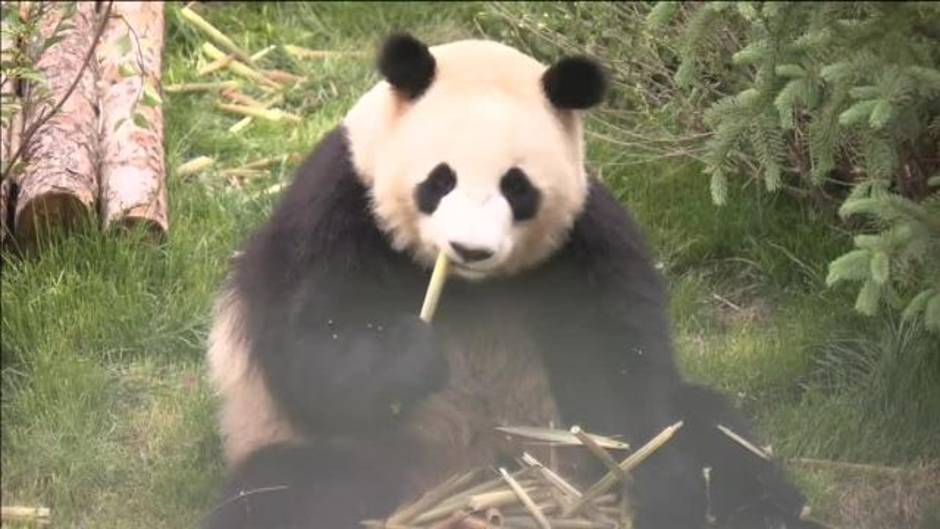 El zoológico chino de Qinghai-Tíbet acoge a cuatro nuevos pandas gigantes