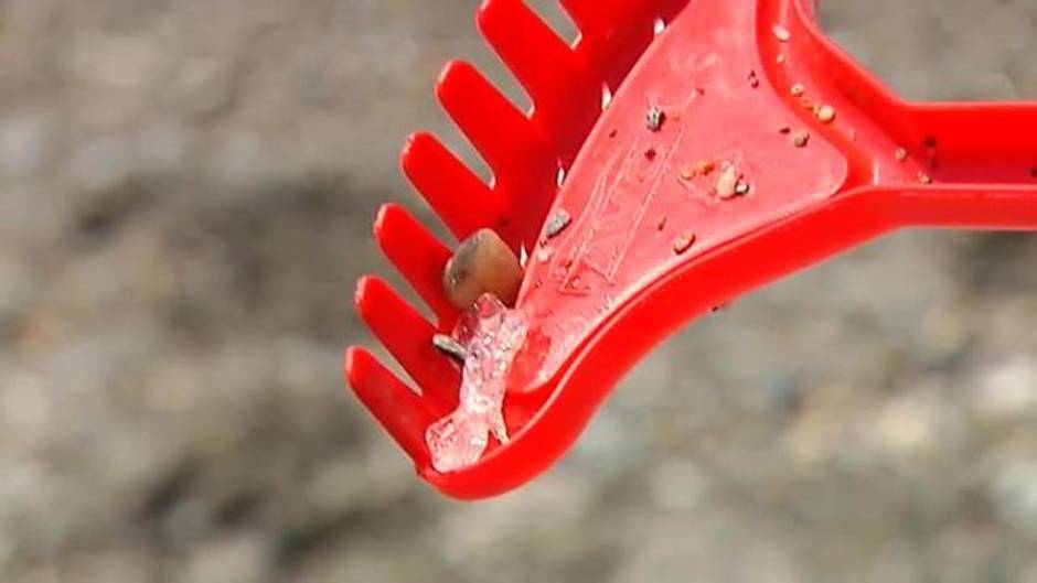 Revuelo en las playas de Málaga y Granada por la llegada en masa de salpas