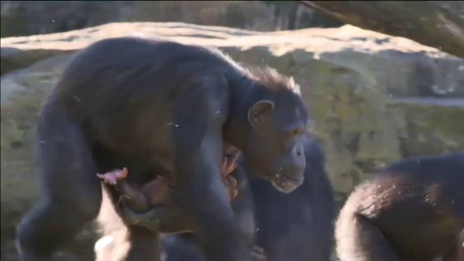 El zoo de Taronga en Sidney celebra el Día Mundial del Chimpancé con un nuevo miembro