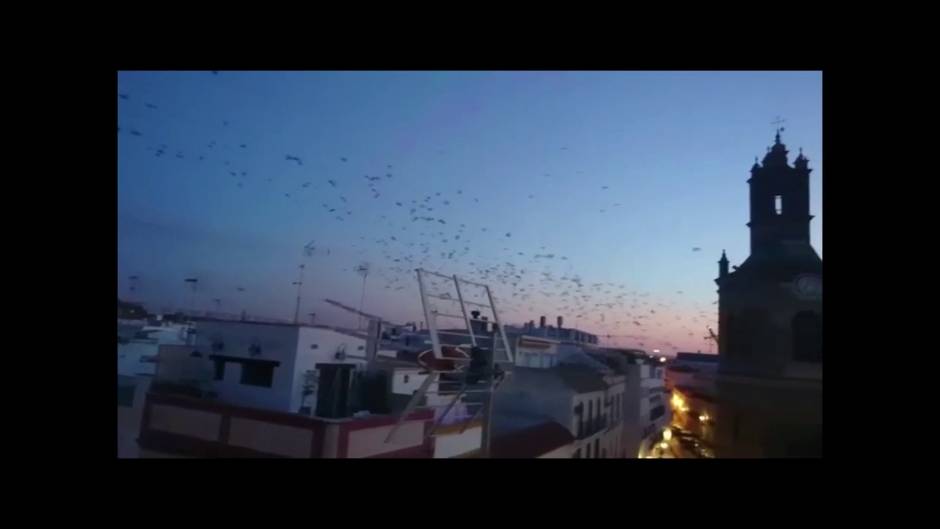 Estorninos en la plaza de San Lorenzo