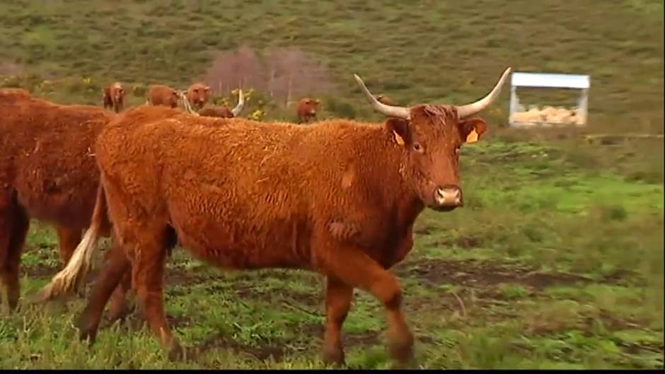 La ONU propone reducir el consumo de carne para frenar el cambio climático