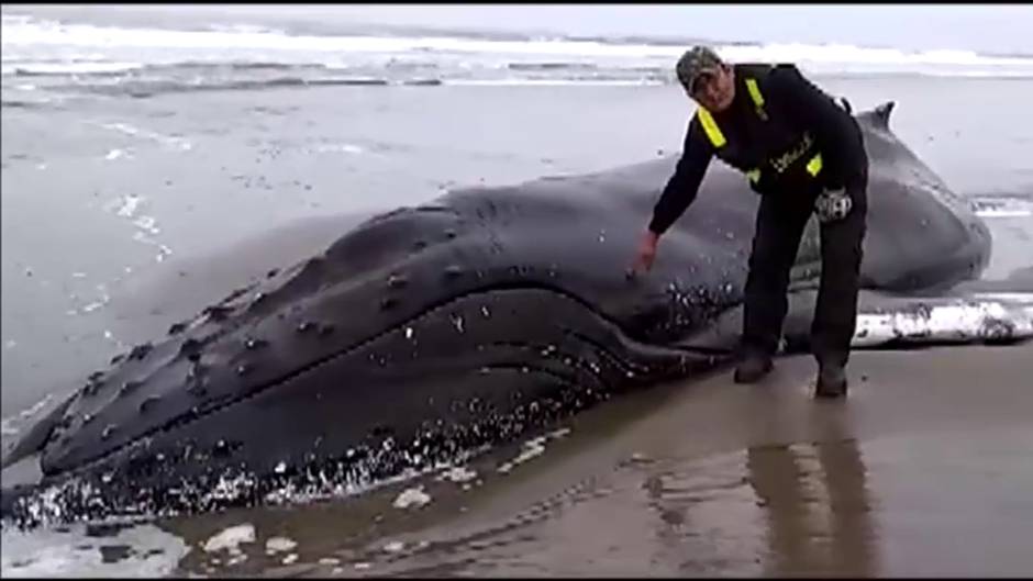 Una ballena se queda atrapada en la arena de una playa en Perú