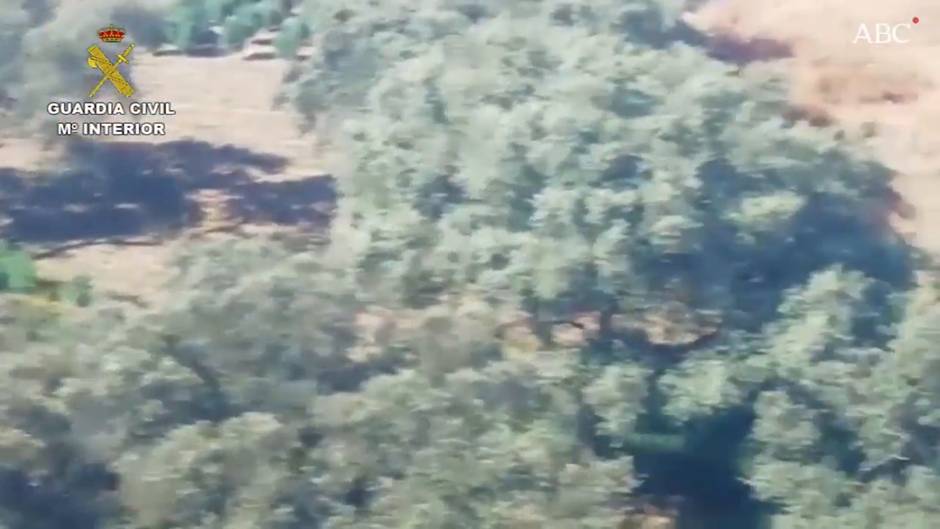 La Guardia Civil desmantela una plantación de producción continua de marihuana en El Castillo de las Guardas