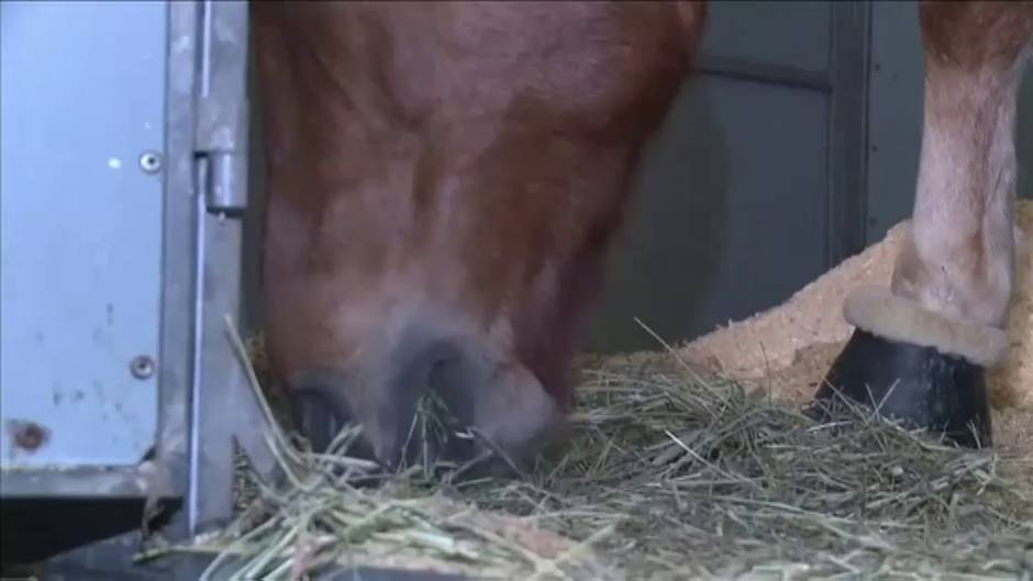 Cuatro días de calefacción en los hogares de Helsinki gracias al estiércol de los 370 caballos de una competición de saltos