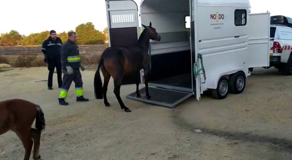 El ayuntamiento de Sevilla rescata a caballos